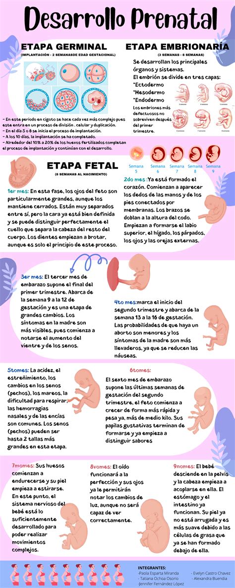 Infografía Desarrollo Prenatal etapas del embarazo Desarrollo Prenatal Se desarrollan los