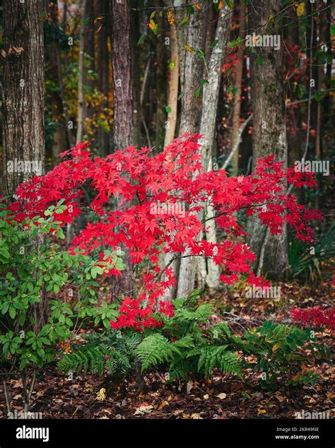 Acer Palmatum Japanese Maple With Bright Red Leaves Is A Member Of