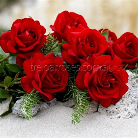 Gallipoli Centenary Rose Potted Rose Modern Shrub Rose With Images