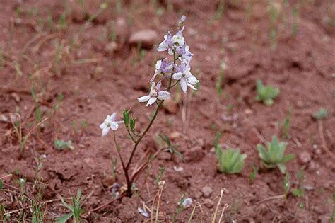 Calphotos Delphinium Andersonii Anderson Larkspur