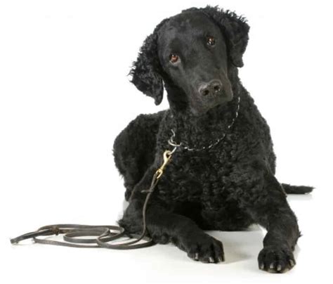 Curly Coated Retriever Ultimate Guide Personality Trainability And More