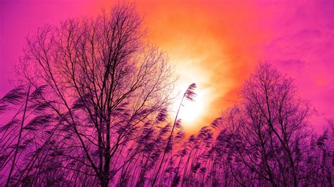 Trees Sunset Reeds Sky Pink Orange Grass 1920x1080 Wallpaper