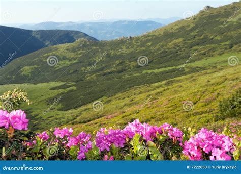 Mountain Rhododendron Blossoming Stock Photo Image Of Mountainside