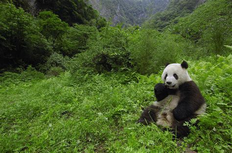 Giant Panda Ailuropoda Melanoleuca Photograph By Pete Oxford