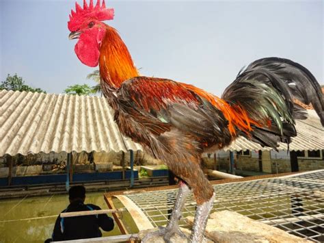 Catatan Ayam Pelung Jadi Sejarah Aduan Khas Nusantara