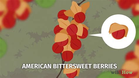 How To Identify Common Poisonous Berries In North America Youtube
