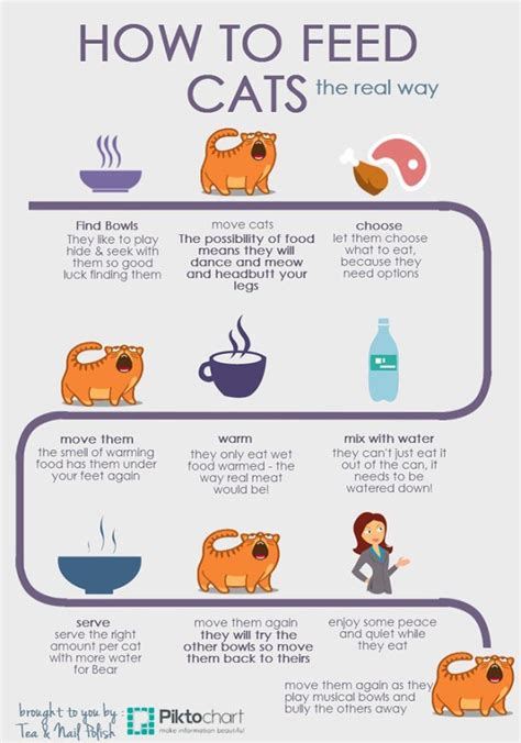 Because some formulas may have we have tried dried cat food, which she will not eat at all. How To Feed Cats Infographic | Cat infographic, Cat ...