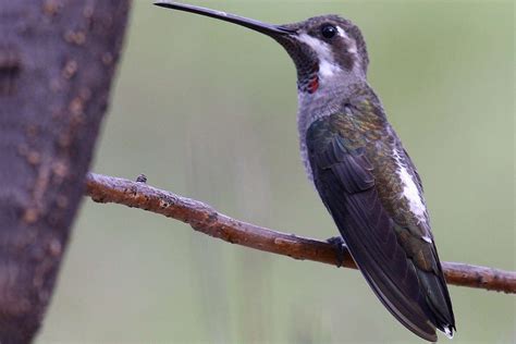 Types Of Hummingbirds In North America
