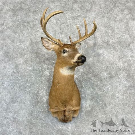 Whitetail Deer Shoulder Mount For Sale 27153 The Taxidermy Store