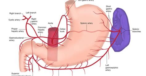 The body contains three types of blood vessels , although they are all comprised of the same material. blood supply to stomach | Anatomy | Pinterest