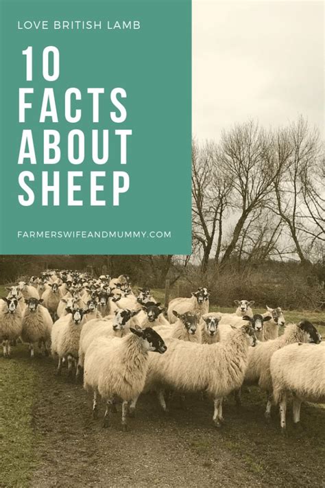 10 Facts About Sheep Facts About Sheep Sheep Sheep And Lamb