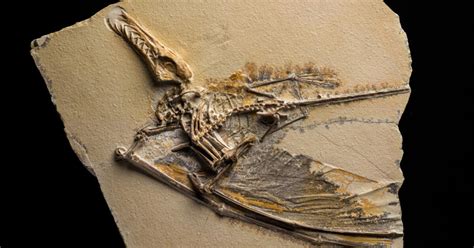Why Are Pterosaur Fossils So Rare Video Amnh