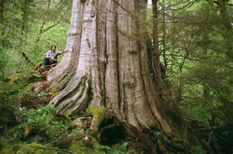 Canadas Fourth Widest Tree Found In North Vancouver Ancient Forest