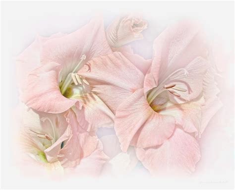 Gladiola Flowers Pink Pastel Photograph By Jennie Marie Schell