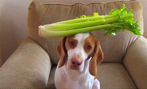 While we are on the subject of celery, it is important that we look at the advantages that come from imbibing this food. Can Dogs Eat This? EPIC Guide to 105 Foods | Apples ...