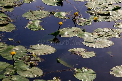 Yellow Water Flowers Nuphar Lutea Stock Image Image Of Petal Park