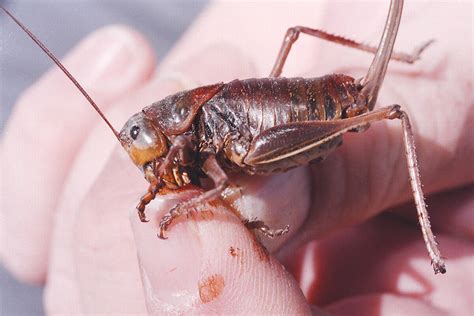 Mormon Crickets Swarm Nevada County Local Nevada Local