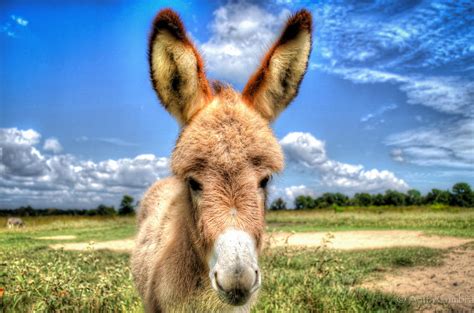 Baby Donkey Photograph By Anita Cumbra Fine Art America