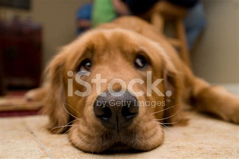 Sad Eyed Golden Retriever Hund Liegend Stockfoto Lizenzfrei