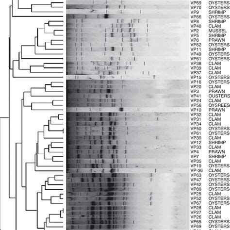 Dendrogram Showing Random Amplified Polymorphic Dna Profiles Of