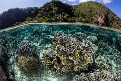 Heart Of The Coral Triangle Trip Report Coral Triangle Adventures