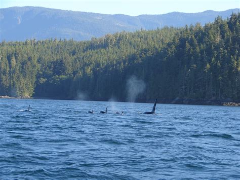 Orca In Johnstone Strait A Pod Of Orcas In Johnstone Strai Flickr