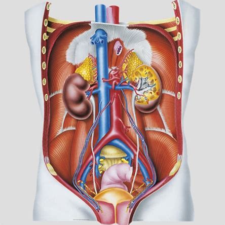 Lower left back pain from internal organs. BodyPartChart Abdomen w/ Internal Organs & Kidneys ...