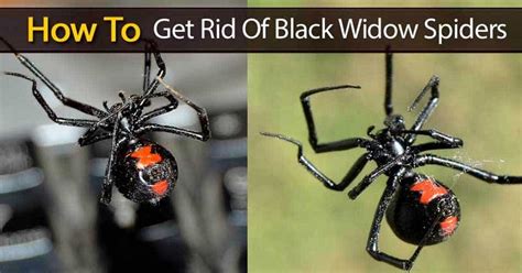 Arañas Viudas Negras Cómo Deshacerse De Las Viudas Negras 2022