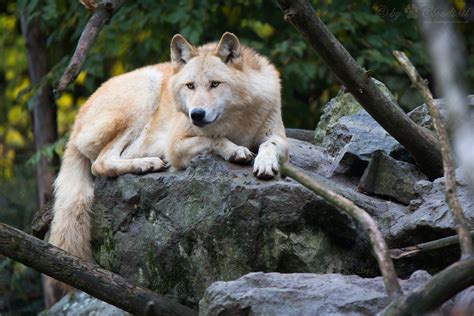 Eastern Timber Wolf A Picture From A Eastern Timber Wolf Cloudtail