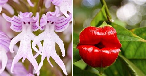 25 Flowers And Plants That Will Make You Do A Double Take