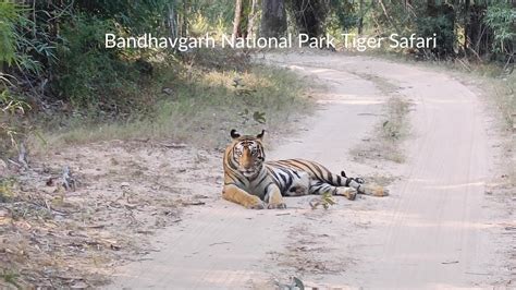 Bandhavgarh National Park Safari Bandhavgarh Tiger Reserve Khitauli