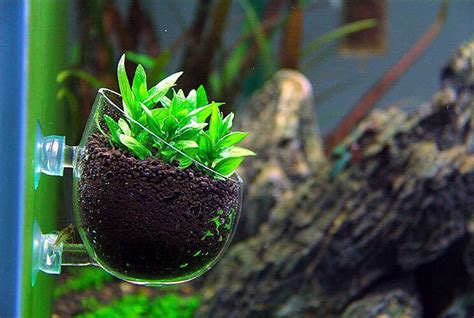 2 Pack Glass Aquatic Plant Cup Pot Holder Aquarium Tank Live Plant