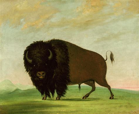 Buffalo Bull Grazing On The Prairie Painting By George Catlin Pixels