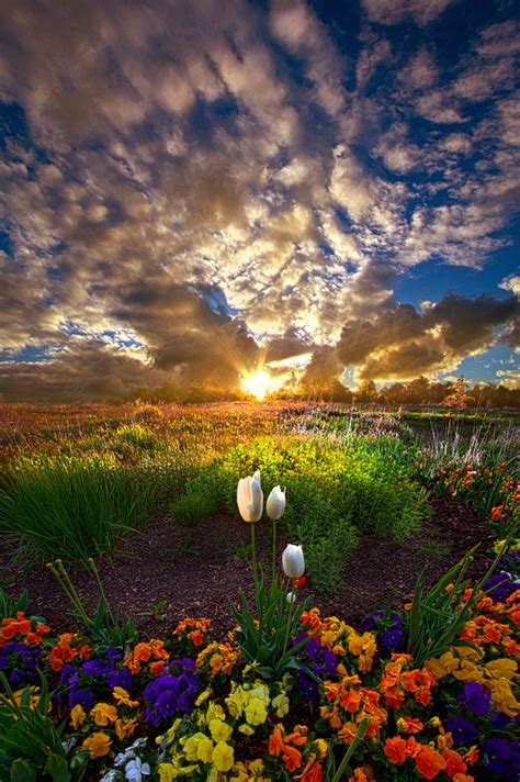 ~~on Earth As It Is In Heaven Sunset Flower Fields