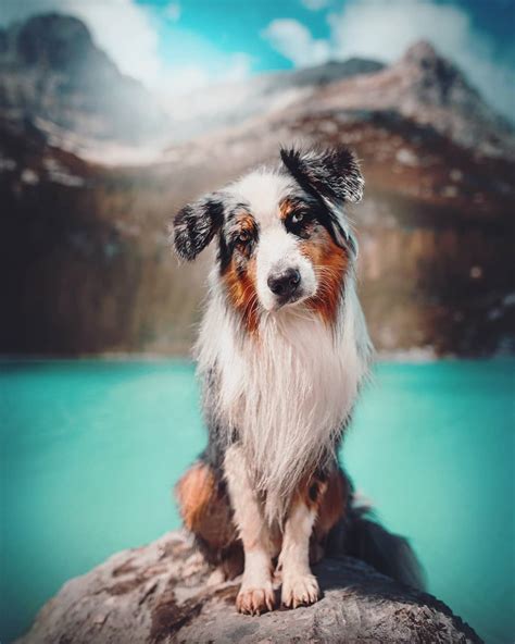 Beautiful Dog Portraits Capture Their Adventures In The Great Outdoors