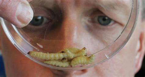 Tasty Grub Survey Asks Should We Have Insects In Animal Feed Edible