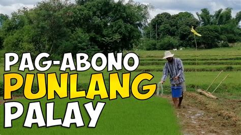 Tamang Paraan Ng Pag Abono Ng Palay