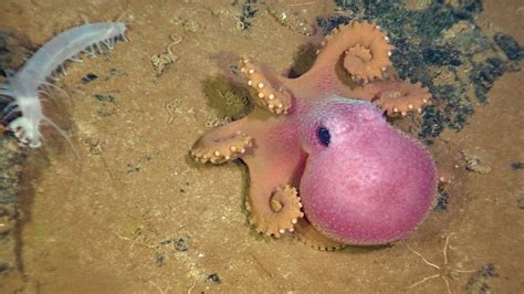 Deep Sea Robots Livestream Ocean Floor Landscapes Creatures