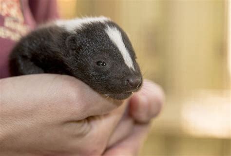 Stinkin Cute Baby Skunks Born At Lowry Park Zoo Baby Skunks Cute