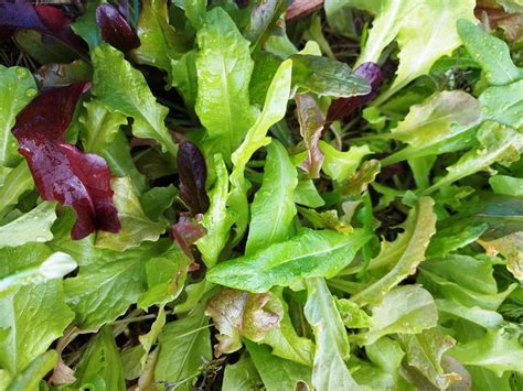 Lettuce Gourmet Mixed Heirloom Mix Seeds Boondie Seeds