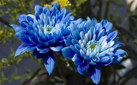 Blue Chrysanthemums Blue Flowers Garden Beautiful Flowers