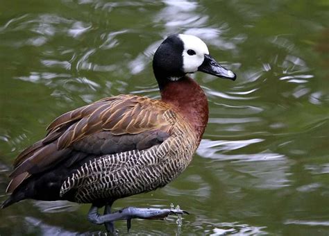 The Unique World Of Black Bellied Whistling Ducks