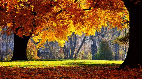 Free Download Autumn Cool Nature Picture Wallpaper Background