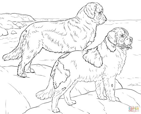 Newfoundland Dog Coloring Sheets Coloring Pages
