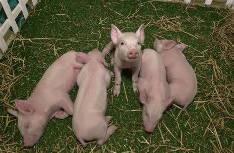 Comment Est L Accouplement Des Porcs