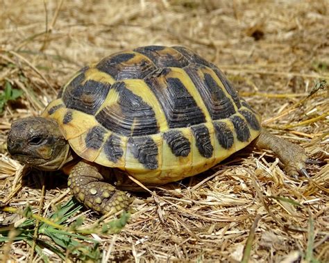 Hermanns Tortoise Facts Size Habitat Lifespan Pictures