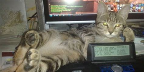 17 Cats Who Are All Like Can I Help You Huffpost