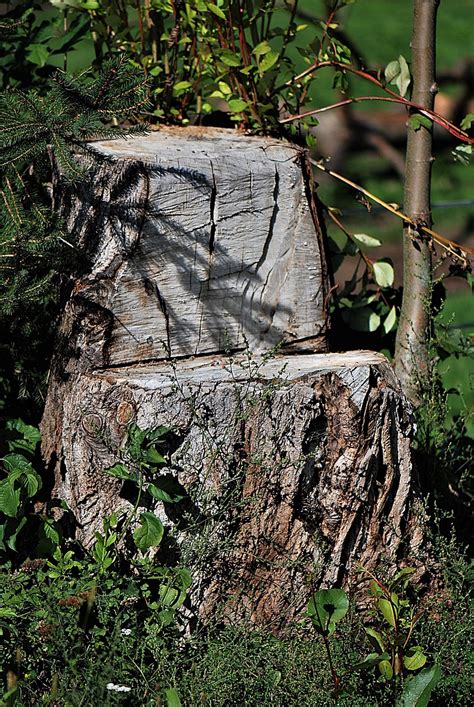 200000 Free Tree Stump And Stump Images Pixabay