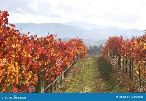 Landscape Of Autumn Vineyard Stock Photo Image Of Agriculture Fall