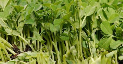 Grow Your Own Pea Shoots To Shed Winters Grip